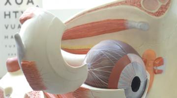 Photo of a large model of an eye
