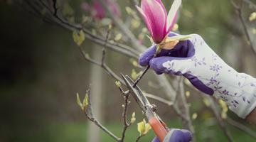 A person cutting a magnolia tree branch