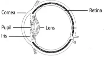 Normal Eye Diagram
